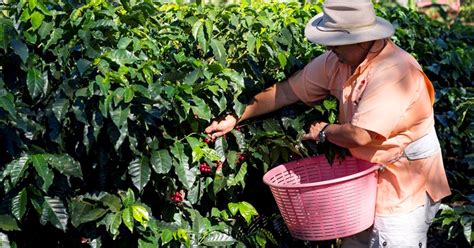 The business is now managed by the third generation of the family. Doka Coffee Plantation - San Jose