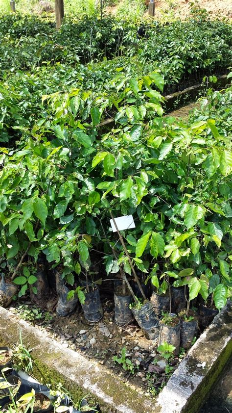Merawan siput jantan hopea odorata. Dari Hutan ke Bandar...: Merawan Siput Jantan @ Cengal Pasir