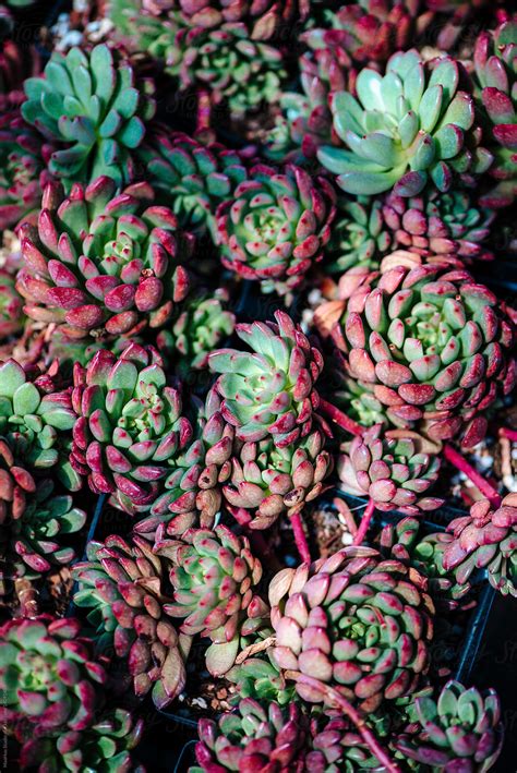 Close Up Of Succulent Plants By Stocksy Contributor Maahoo Stocksy