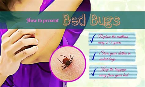 How To Prevent Bed Bugs From Infesting Your Home Bedbugs