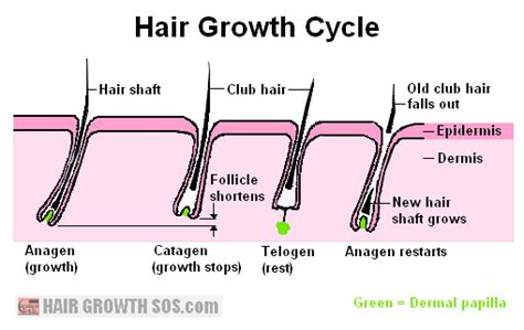 Hair Growth Cycle All Phases Of The Hair Cycle Fully Explained