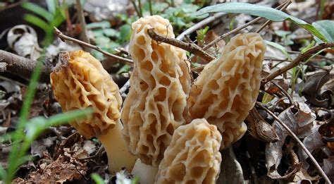 Mid Missouri Morels and Mushrooms: If the morels won't come to you, go to the morels.