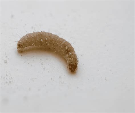 What Are Small White Worms In Dog Poop Your Pet Shop