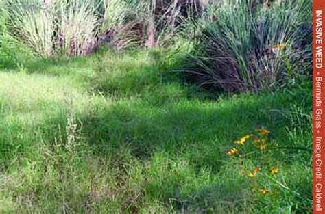 Invasive Plant Bermuda Grass