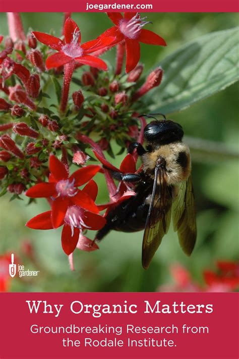 The disease, brought from the americas, was controlled first by spraying with lime sulfur and the first book to deal with pests in a scientific way was john curtis 's farm insects , published in 1860. Why Organic Matters | Maria Rodale Manifesto | joe ...