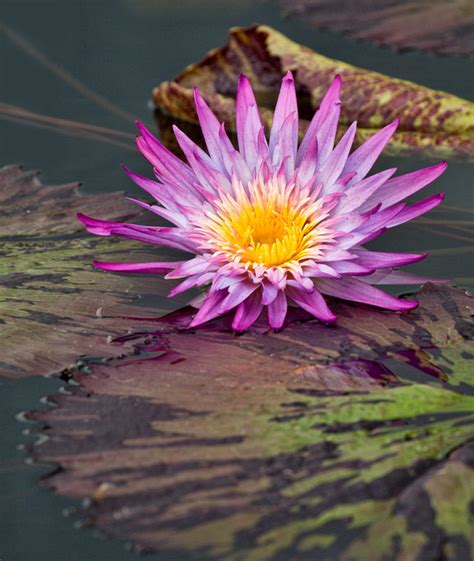 Worldview Photography Water Lilies Etc Pink Passion Ii