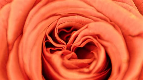 Download Wallpaper 2560x1440 Rose Petals Flower Macro Widescreen 16