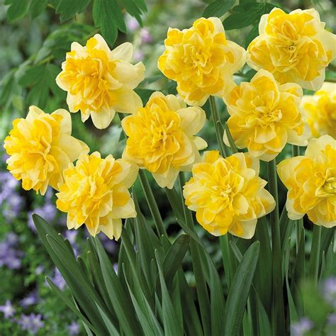 Daffodils Sweet Pomponette Set Of 12 Bulbs Yellow Van Zyverden
