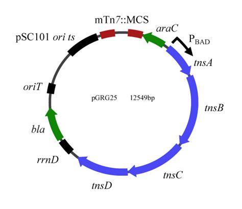 The basic architecture of an e. Transposition vector. The vector pGRG25 contains a ...
