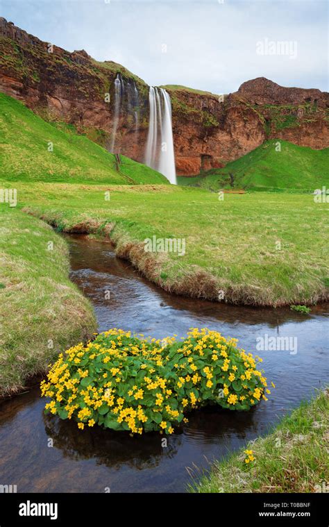 Seljalandsfoss Waterfall Summer Landscape With A River Flowers In The