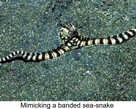 Mimic Octopus The Lampstand Magazine