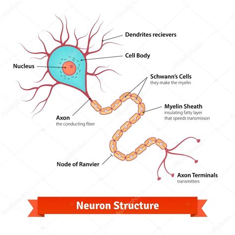 Brain Neuron Cell Diagram Stock Vector Image By ©iconicbestiary 88737094