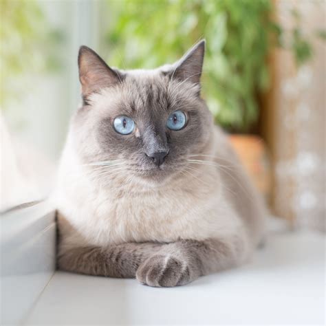 Long Haired Siamese Kittens For Sale Xdzzxsqp1w0bnm Article By Cat