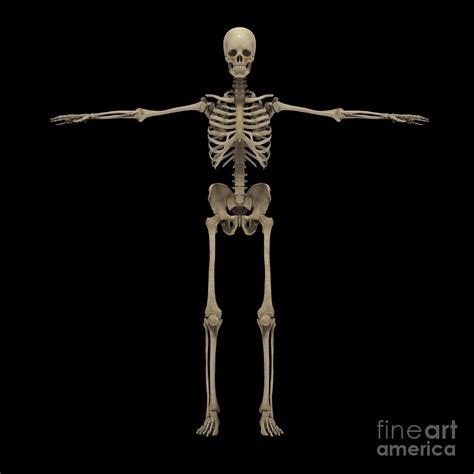 3d Rendering Of Human Skeletal System Digital Art By Stocktrek Images