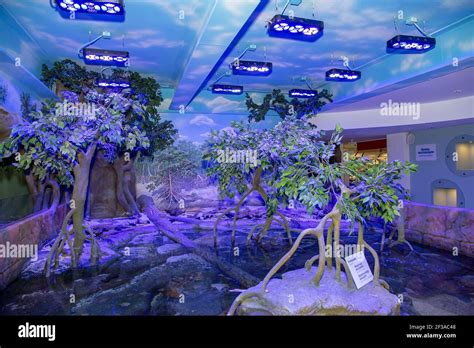 The Interior Of The Oceanarium Crocus City Over 5000 Species Of Fish