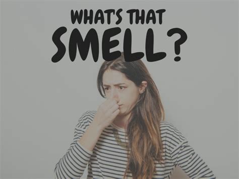Whats That Smell Tampa Home