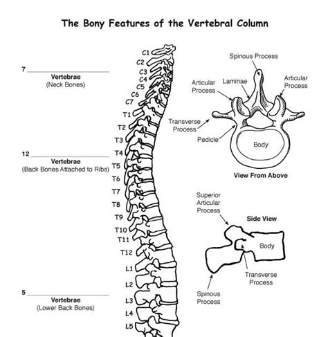 Diagram Of Backbone Patient Education Spine Diagrams New York Back