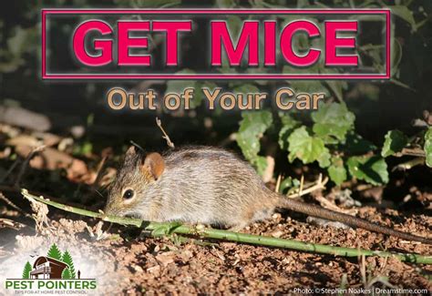 How to keep mice out of your garden. How to Get Mice Out of Your Car: A Step-by-Step Guide ...