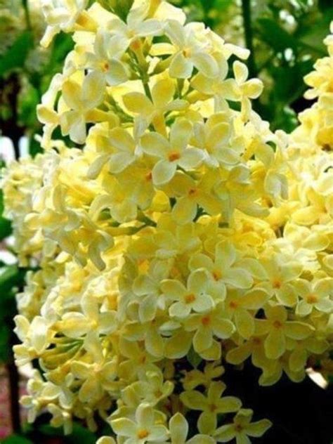 25 Yellow Lilac Seeds Tree Fragrant Hardy Perennial Flower Shrub Bloom