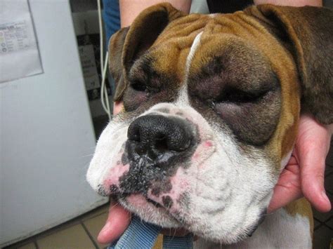 This cat has been stung by a bee，very cute hhh. Chân dung 15 khuôn mặt đáng thương của hội nhà chó khi cà ...