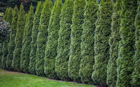 Pin By Patient Phoenix On Property Line Trees And Fences Emerald