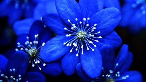 It has a resolution of 2800x1400 pixels. Beautiful Blue Flower - WeNeedFun