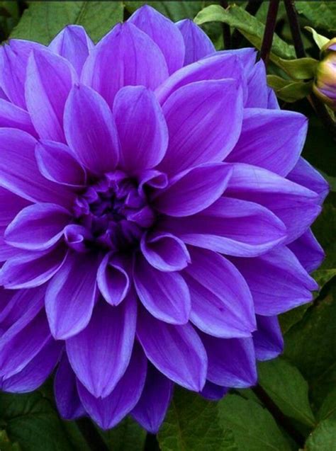 Most Beautiful Purple Flower References Mdqahtani