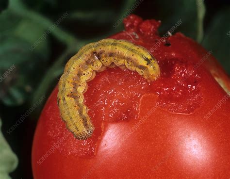 Tomato Fruitworm Stock Image C0065918 Science Photo Library