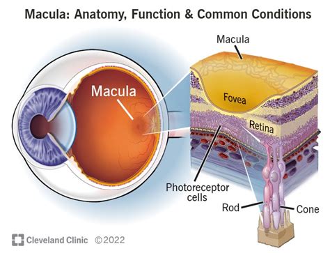 At The Retinal Anatomy Macula
