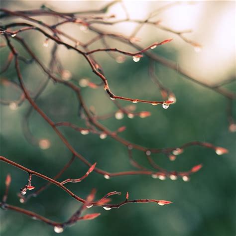 Branch Plant Blurred Light Ipad Pro Wallpapers Free Download