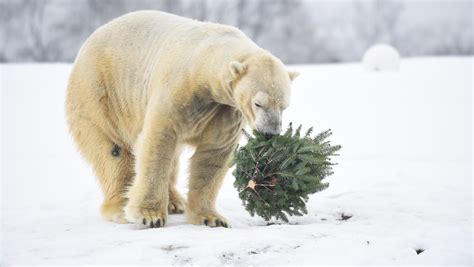 Female Polar Bear Killed By Male Bear During Breeding At Detroit Zoo