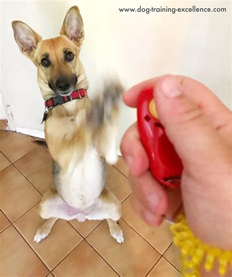 Puppy Clicker Training For Beginners