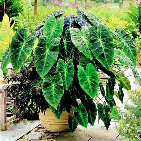 These tropical asian natives will grow as perennials in warm climates. Container Gardens for the Midwest in 2020 | Container ...
