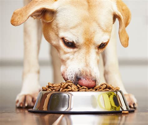 Superfood dog treats with koji. Lab grown vegan pet food: Wild Earth closes US$11 million ...