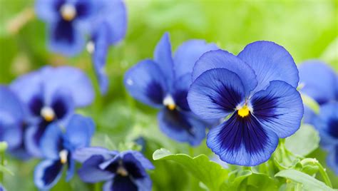 The sun is the main source of energy for almost every living thing on earth. Growing Pansies