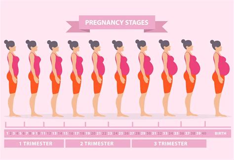 Pregnant Belly Size Chart And Shape Things You Should