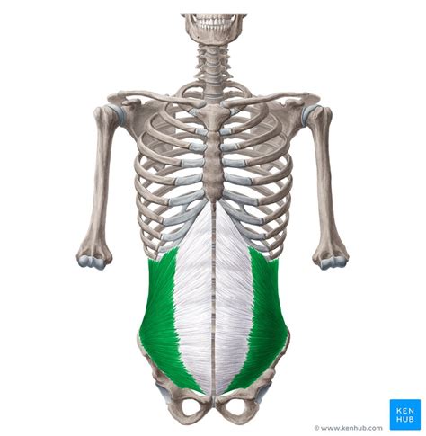 Internal Abdominal Oblique Origin Insertion And Action Kenhub