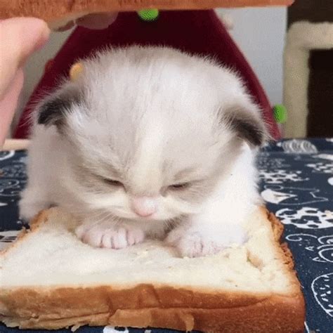 So People Are Making Cat Sandwiches Now Smile And Happy