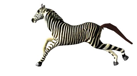 Zebra Rigged And Animated Zebra Illustration Zebra Infographic