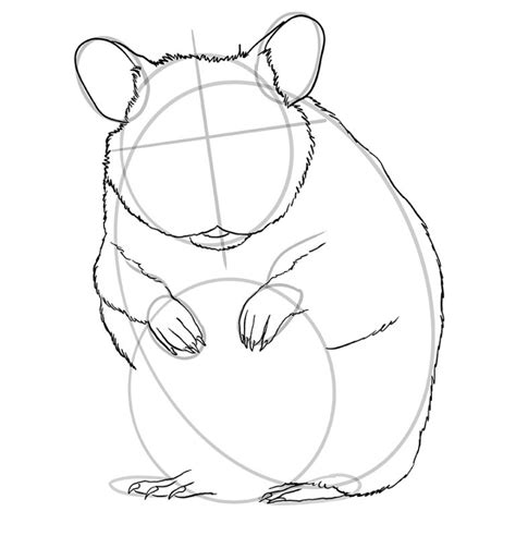 How To Draw A Hamster An Adorable Hamster Drawing Tutorial