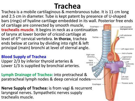 Ppt Thymus Trachea And Oesophagus Powerpoint Presentation Free