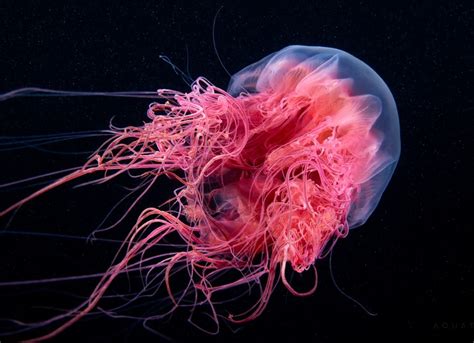 Самая большая медуза в мире размер и вес фото и описание