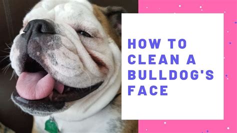 How To Clean A Bulldogs Face Youtube