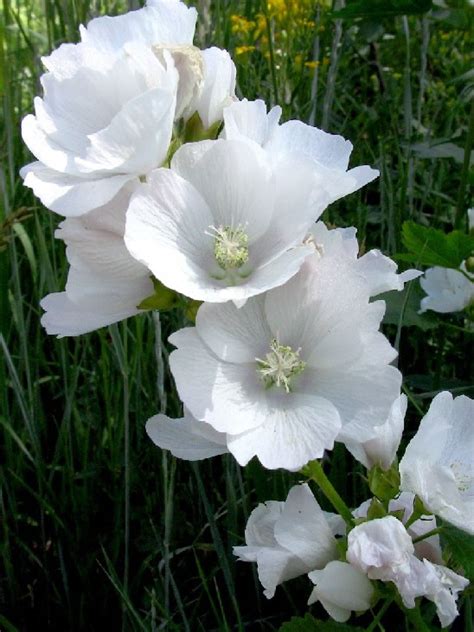 From wikimedia commons, the free media repository. Streambank Wild Hollyhock