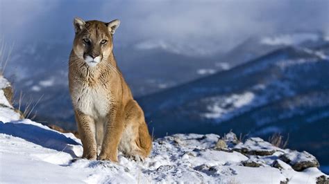 Beautiful free photos of for your desktop. Puma HD Wallpapers