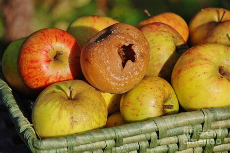 Rotten Apple In The Basket Photograph By David Fowler