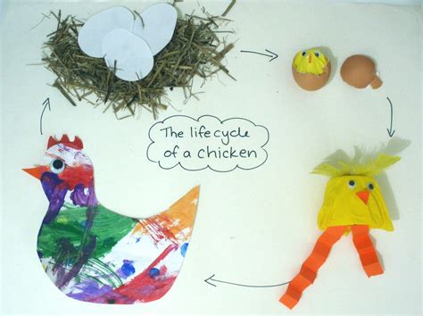 The Life Cycle Of A Chicken Craft For Kids Chicken Crafts Chicken