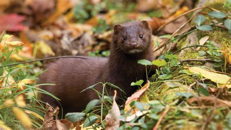 Protect The Home Of The American Mink Youtube