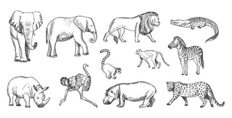 African Animals Vector Drawing — Stock Vector © Marinka 96265900