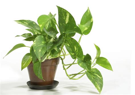 Not to be confused with hardy azaleas, greenhouse azaleas are meant to be grown indoors and will not. Care for your Houseplants this Winter - Western Wisconsin ...